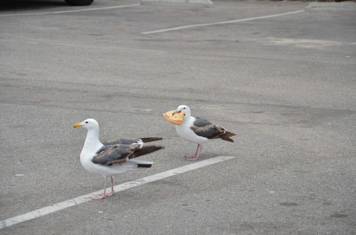 Em áreas urbanas, é comum vê-las procurando restos de comida em lixeiras ou roubando alimentos de pessoas distraídas.