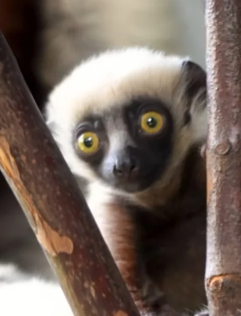 Nativos de Madagascar e populares no cinema, os lêmures podem acabar