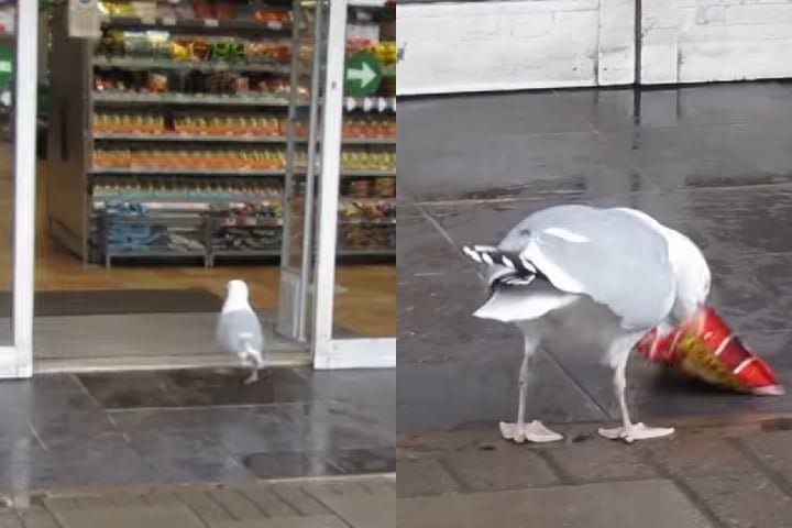 Lá fora, ela começa a dar bicadas no pacote, tentando abri-lo para comer. O vídeo não mostra se a gaivota conseguiu comer as batatas.