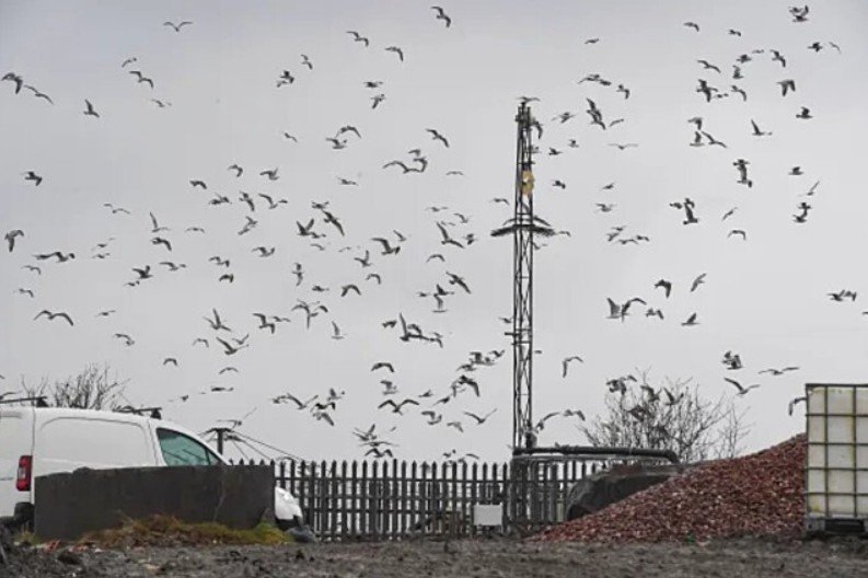 De acordo com Gary Hough, que reside na Vila de Altham, a população local tem se deparado com ossos de cordeiro e frango nos quintais das casas e nos carros. “Não podemos mais sentar nos nossos jardins sem correr o risco de ser atingidos por sujeiras ou dejetos de pássaros”, afirmou ele, que criou uma campanha online para cobrar medidas que minimizem o cenário.
