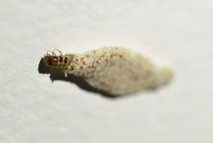 O bichinho gosta de se acomodar em regiões escuras e úmidas de casas como banheiros, cozinhas ou porões. Isso porque nesses lugares há grande concentração de amido, seu principal alimento. 