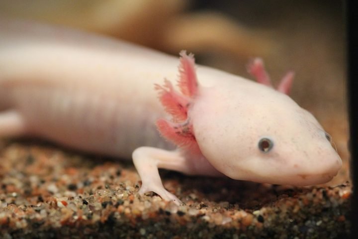 Desde 2019, o axolote está classificado como criticamente ameaçado de extinção pela União Internacional para Conservação da Natureza (IUCN). 