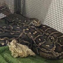 MG: animais silvestres são apreendidos em criadouro para comércio ilegal - Polícia Federal de Minas Gerais / Reprodução