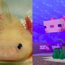 Animal "imortal" vira febre depois de "Minecraft" - Montagem/Reprodução 
