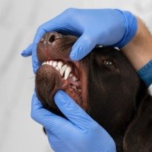 Ação gratuita neste sábado (10/5) conscientiza sobre câncer oral em pets - Freepik