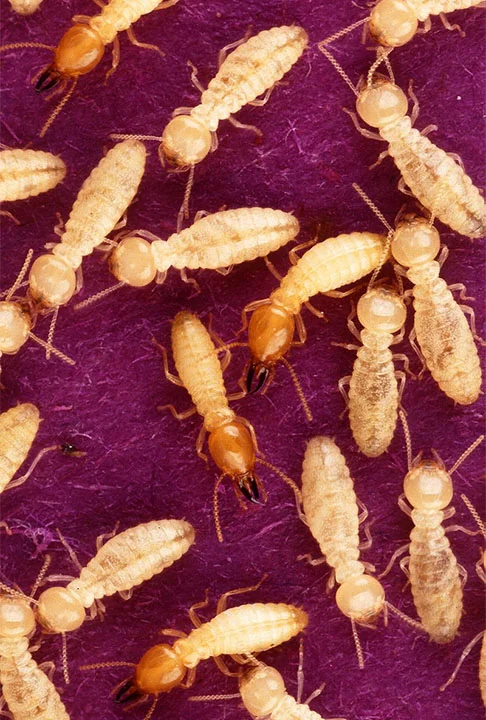 A grande diferença entre eles é que a traça gosta mais de lugares úmidos, enquanto o cupim (foto) consegue se adaptar a locais mais secos. Eles se unem e compõem uma colônia. 
