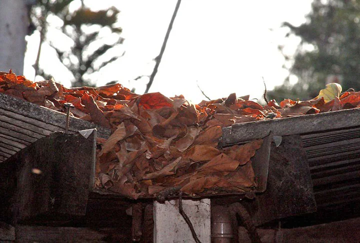 Se a drenagem da casa não estiver funcionando da forma correta, com as calhas cheias de detritos, a tendência é que se formem poças de água e um ambiente úmido, propício para virar um cartão de visitas para o cupim. Por isso, a limpeza das calhas é fundamental. 