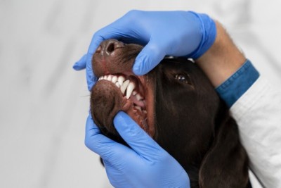 Muitos tutores desconhecem que os pets também podem desenvolver câncer na cavidade oral -  (crédito: Freepik)
