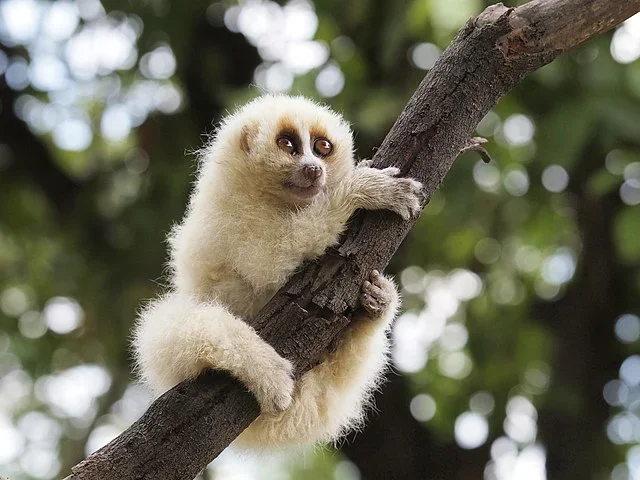 Lóris ou macaco lento: O único primata peçonhento, é "veloz" entre os animais lentos, alcançando até 2 km/h. O que ele tem de fofo na aparência, tem de perigoso. Esconde em sua saliva e nas patas um veneno perigoso.