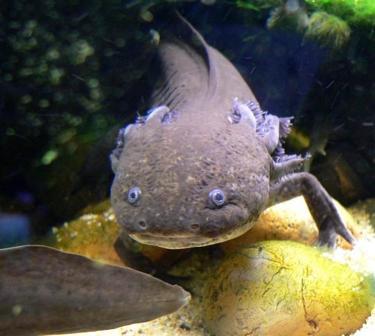 Ao fugir, Xólotl teria então se transformado nesse animal aquático, considerado um ser divino que transita entre a vida, a morte e o renascimento.