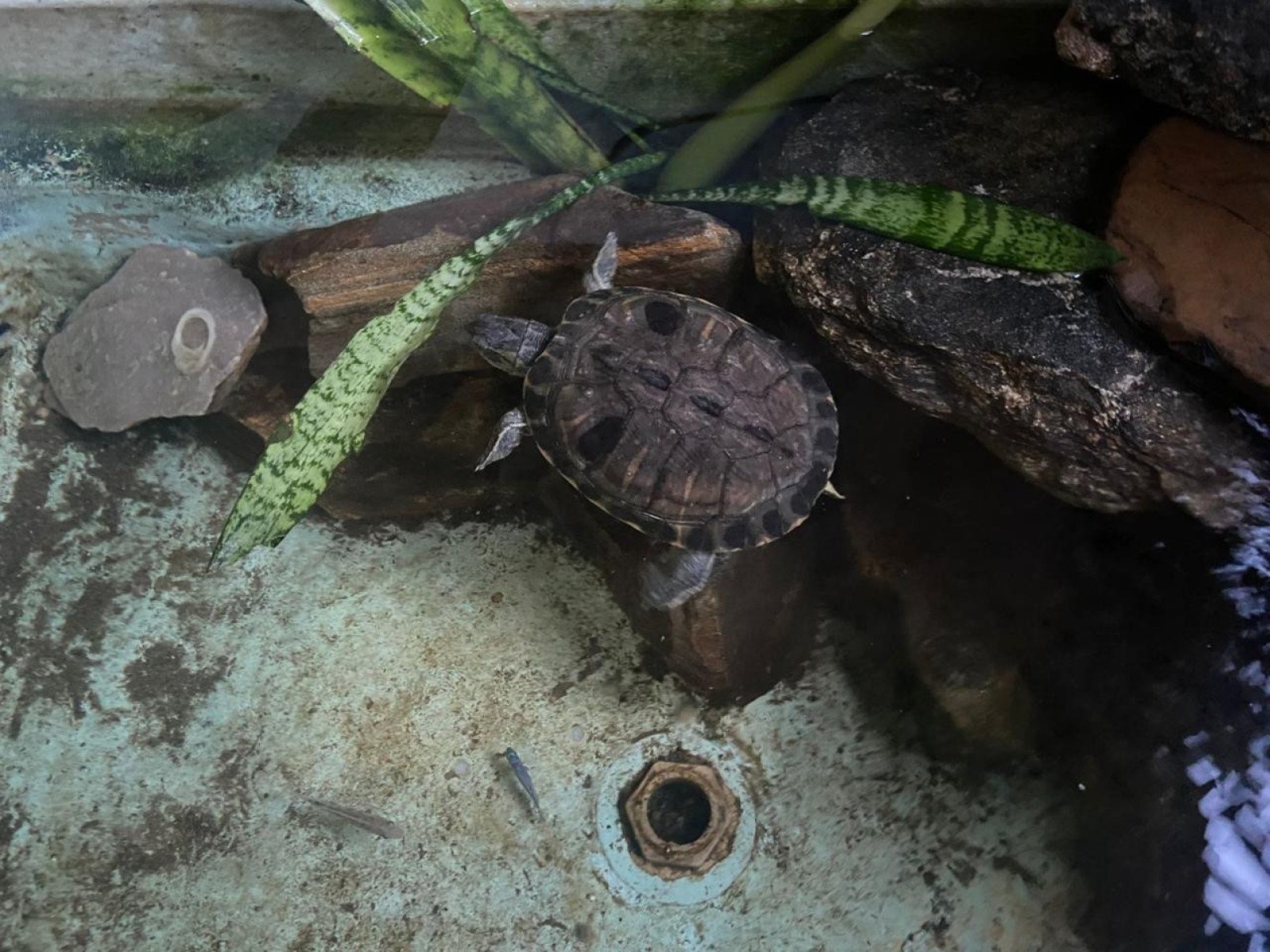 Entre os animais, foi encontrada uma tartarga da espécie tigre d’água nativo