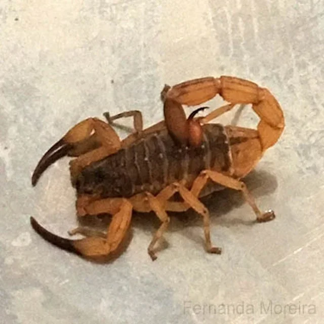 EscorpiÃ£o-amarelo - Seu veneno Ã© ainda mais forte que o do escorpiÃ£o-marrom. Ele mede cerca de 7 cm.  Ambas as espÃ©cies podem causar danos ao sistema nervoso, dor, bolhas na pele, tosse, vÃŽmito e falta de ar.  