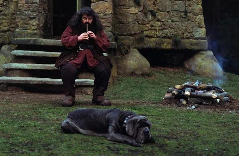 Canino â?? CÃ£o de Hagrid, enorme e afetuoso, mas medroso. Apesar de seu tamanho intimidador, Ã© um verdadeiro amigo dos alunos.
