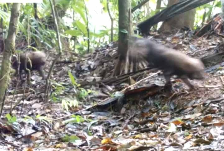 Em 2023, armadilhas fotográficas também flagraram cachorros-vinagre andando na maior reserva particular de Mata Atlântica do Brasil, conhecida como Legado das Águas, no Vale do Ribeira (SP). 