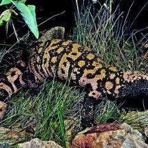Lagarto venenoso foi chave para criação do Ozempic - Jeff Servoss/Wikimédia Commons