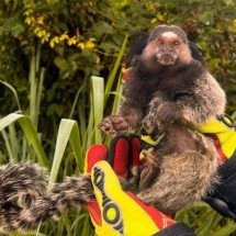 Grande BH: motorista encontra pequeno macaco nos pedais enquanto dirige - Corpo de Bombeiros/Divulgação