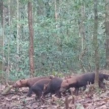 Já viu algum cachorro-vinagre? Armadilha fotográfica flagra a espécie no Norte do Brasil - Foto: Parque Nacional Montanhas do Tumucumaque