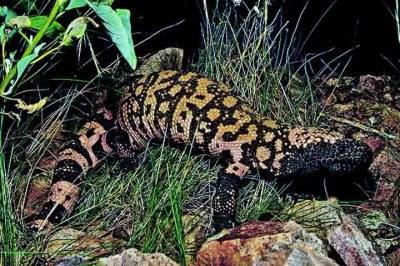 Trata-se do monstro-de-gila (Heloderma suspectum), um pequeno lagarto peçonhento encontrado no sudoeste dos Estados Unidos e no noroeste do México. 
 -  (crédito: Jeff Servoss/Wikimédia Commons)