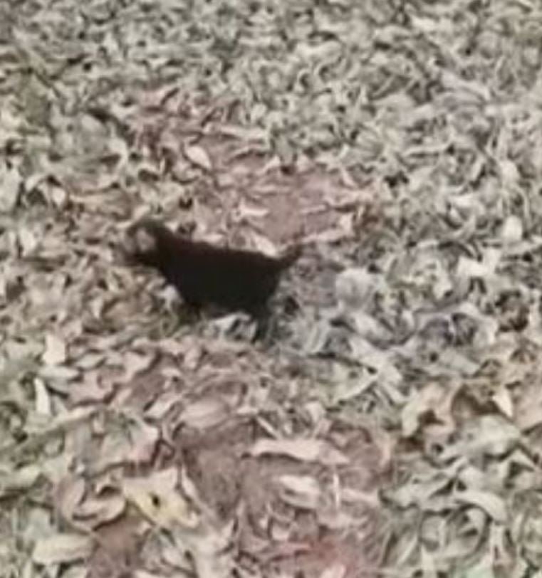 As notícias chamam atenção porque muitas pessoas nem sequer conhecem essa espécie. 