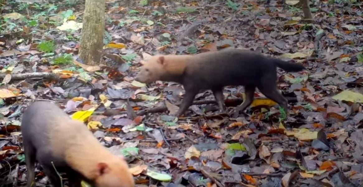 Segundo especialistas, os cachorros-vinagre estão classificados como uma espécie "quase ameaçada de extinção" pela União Internacional de Conservação da Natureza (IUCN) e como "vulnerável" pelo Ministério do Meio Ambiente do Brasil, principalmente por causa de degradação do seu habitat.