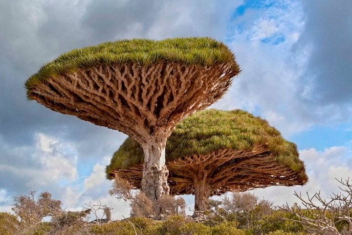 Entre as espécies mais notáveis estão as árvores de "sangue de dragão" (Dracaena cinnabari). Elas recebem esse nome por conta da sua seiva, de cor avermelhada.