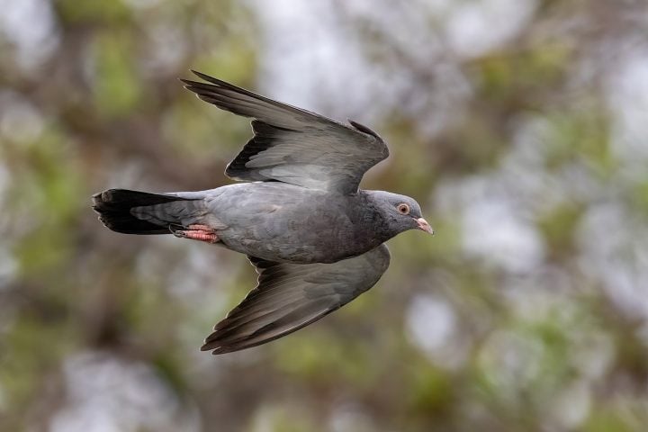 Apesar de sua aparência simples, os pombos são animais inteligentes, capazes de reconhecer rostos humanos e encontrar o caminho de volta para casa a grandes distâncias.