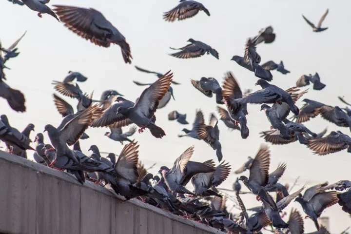 Por essas razões, em várias cidades existem medidas de controle populacional, como o uso de sons repelentes e até contraceptivos para aves, buscando reduzir o impacto da superpopulação sem afetar o equilíbrio natural.