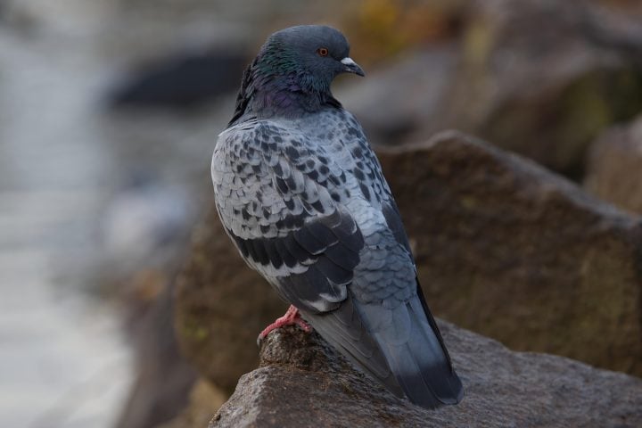 Segundo testemunhas, um dos pratos servidos no local — o "pato laqueado" — era feito com pombos de rua.