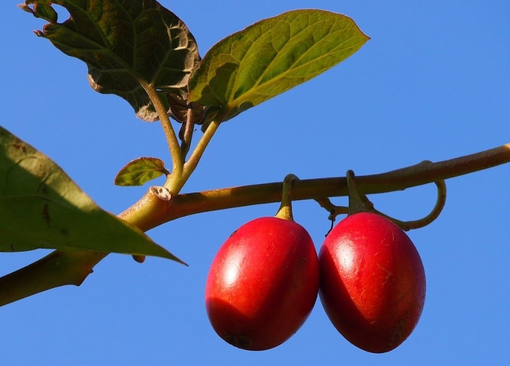 Tamarillo (Solanum betaceum) - Chamada de  "mate-de-árvore" ou "tomate-arbóreo", é uma fruta originária da região andina da América do Sul, particularmente do Peru, Equador, Colômbia e Bolívia. Pertence à mesma família do tomate comum, batata e berinjela. Cultivado em montanhas de clima ameno. 