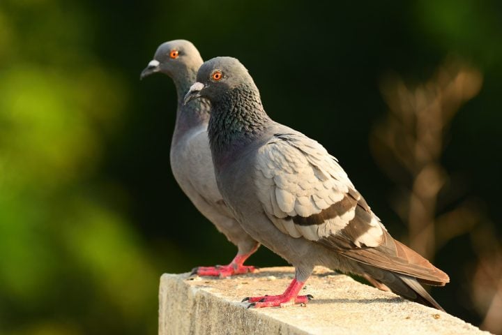 Originalmente, pombos eram aves de rochedos e falésias, o que explica o hábito de fazer ninhos em beirais, sacadas e vãos de prédios, que imitam seu habitat natural.