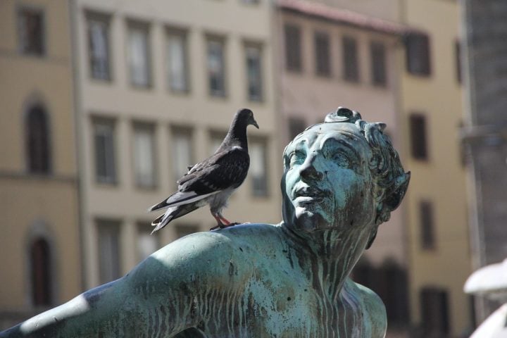 No entanto, pombos tambÃ©m podem ser vistos como pragas, jÃ¡ que seus dejetos sujam monumentos, fachadas e podem atÃ© causar danos a construÃ§Ãµes ao longo do tempo.