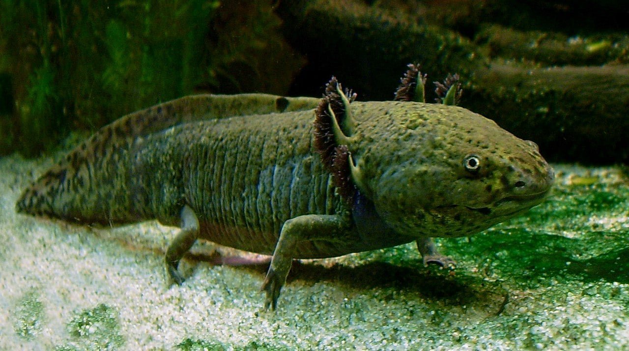 O axolote, um anfÃ­bio que parece estar sempre sorrindo, Ã© nativo dos lagos do MÃ©xico, especialmente o Lago Xochimilco, mas estÃ¡ ameaÃ§ado devido Ã  poluiÃ§Ã£o