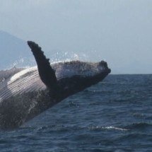 Espécie que já esteve sob risco de extinção, baleias-jubarte voltam ao litoral de Pernambuco - Reprodução TV Globo 