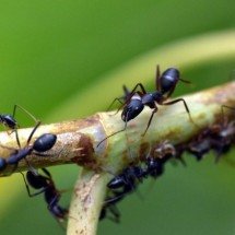 Conhece o sapo "Wolverine"? E o Peixe "Arqueiro"? Veja animais com superpoderes - Sandeep Handa por Pixabay 