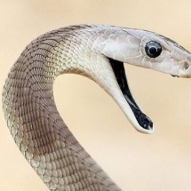 Tim Friede (centro) quis ajudar a desenvolver melhores terapias para as vítimas de picada de cobra -  (crédito: Jacob Glanville)