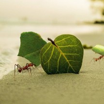 Pessoas "perdem" para formigas em teste de inteligência coletiva - Imagem de Timo Anjala por Pixabay 