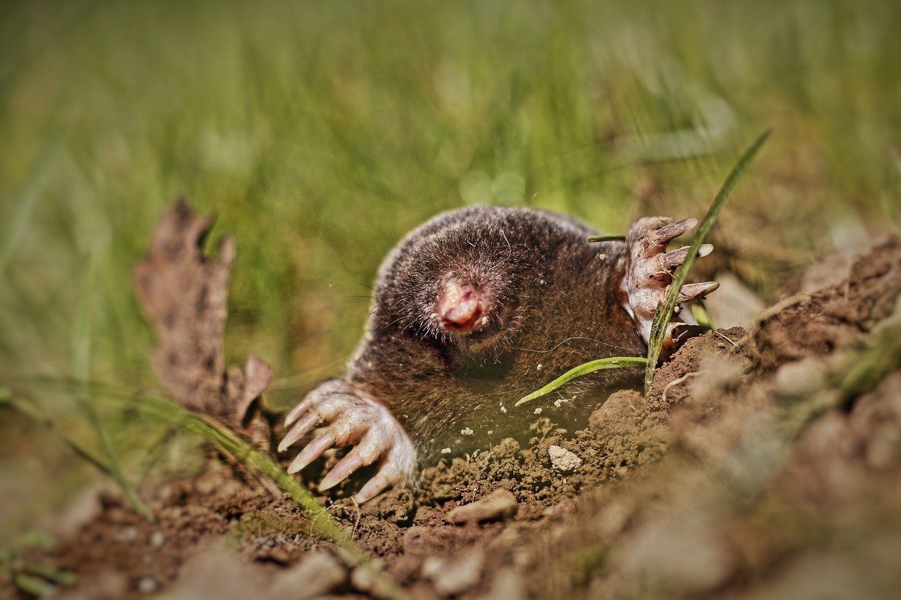 A toupeira-nariz-de-estrela, um mamífero encontrado na América do Norte, tem uma aparência peculiar devido ao seu focinho com 22 apêndices sensoriais usados para encontrar presas no subsolo.