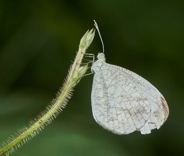 Os invertebrados abrangem uma grande diversidade de formas e tamanhos, desde pequenos insetos até moluscos, vermes, águas-vivas e muito mais.