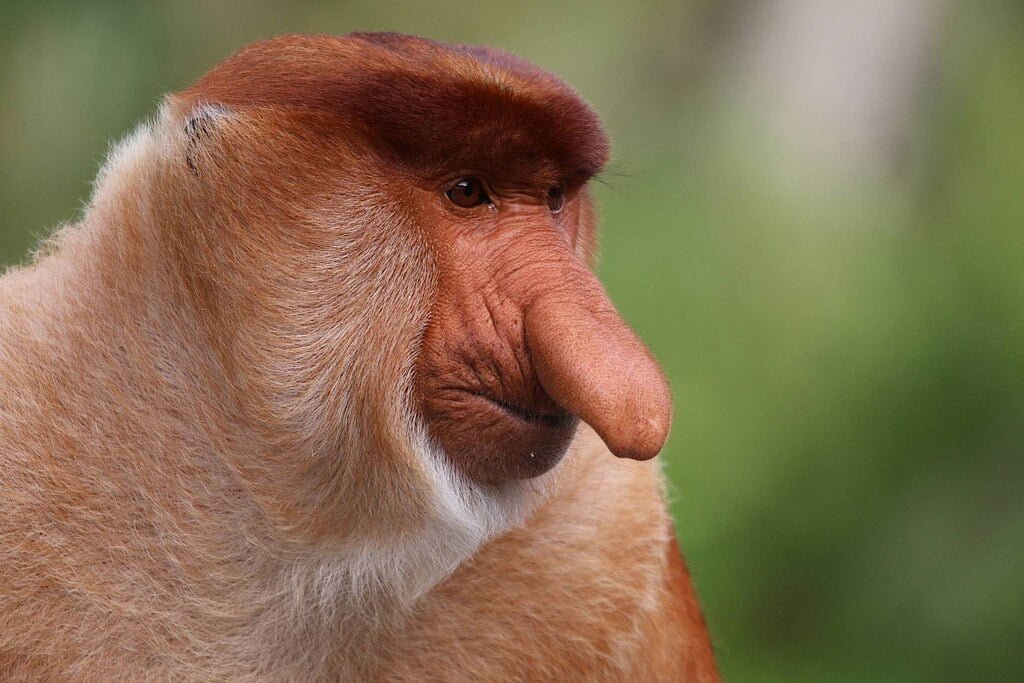 O macaco-narigudo, com seu nariz protuberante e aparência incomum, habita as florestas de Bornéu, nas margens dos rios e pântanos