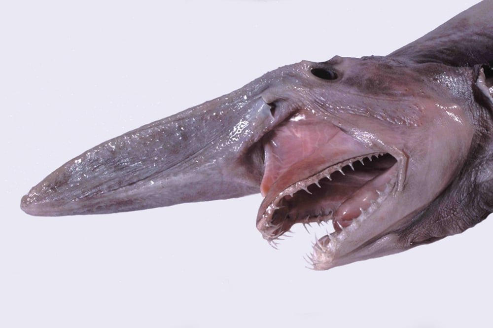 O tubarão-duende, com seu focinho alongado e dentes visíveis mesmo de boca fechada, é encontrado nas profundezas dos oceanos Atlântico, Pacífico e Índico.