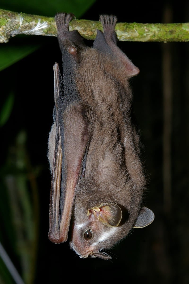 O morcego-nariz-de-ferradura, conhecido por seu focinho em forma de ferradura, é encontrado na Europa, África e Ásia, preferindo cavernas como abrigo.