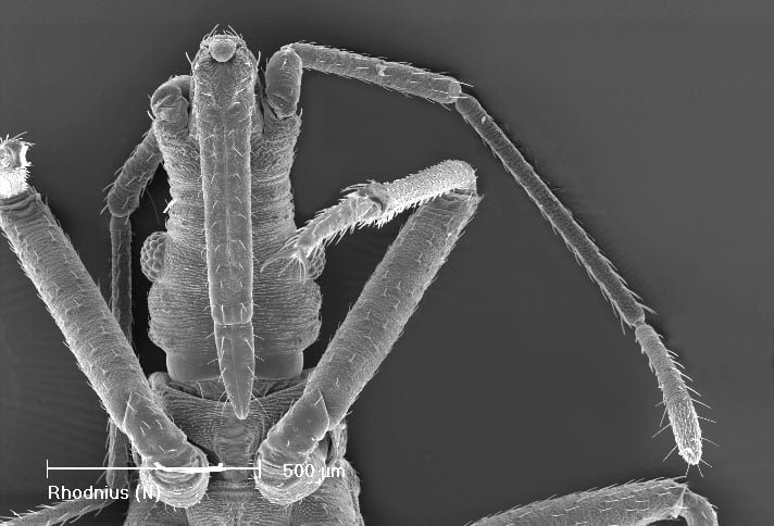 O probÃ³scide, um inseto com um focinho longo e fino, Ã© encontrado em florestas tropicais da AmÃ©rica Central e usa seu probÃ³scide para sugar nÃ©ctar e se alimentar de frutas.