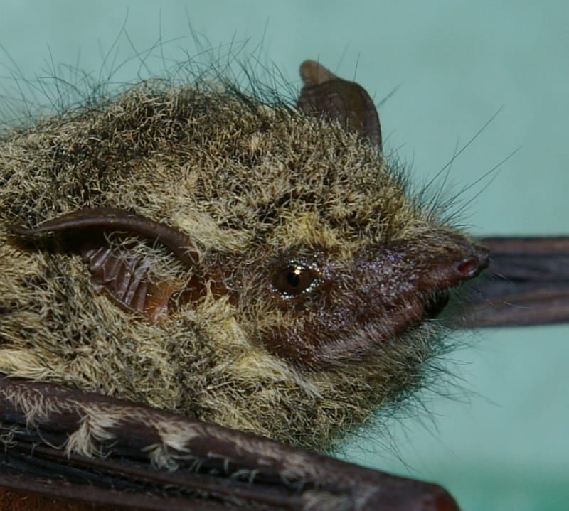 O morcego-de-tromba é um pequeno morcego, com cerca de 6 cm de comprimento e 4 gramas de peso. Vive em pântanos e matas ciliares da metade norte da América do Sul (inclusive Brasil), em toda a América Central e no sudeste do México. 