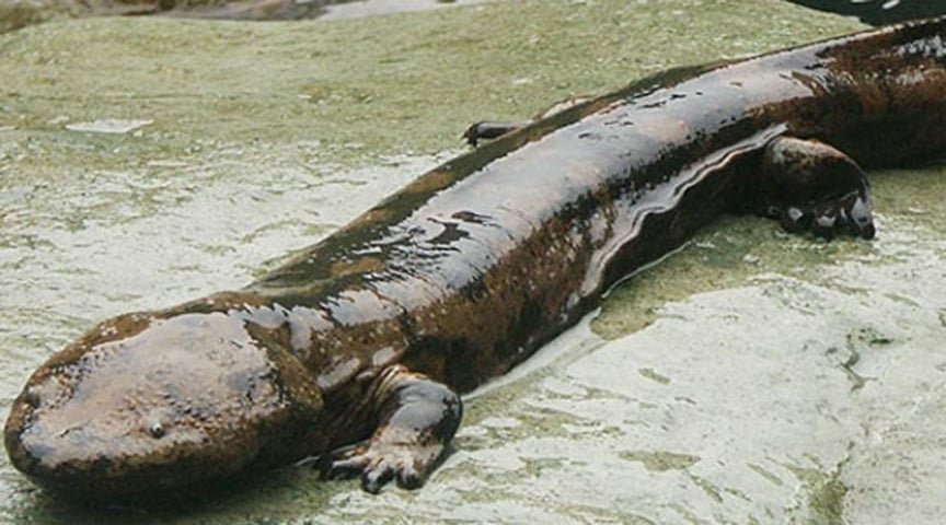 A salamandra gigante chinesa, um anfíbio que pode atingir até 1,80 metro de comprimento, vive em riachos de água doce na China e é conhecida por sua pele enrugada e expressão esquisita