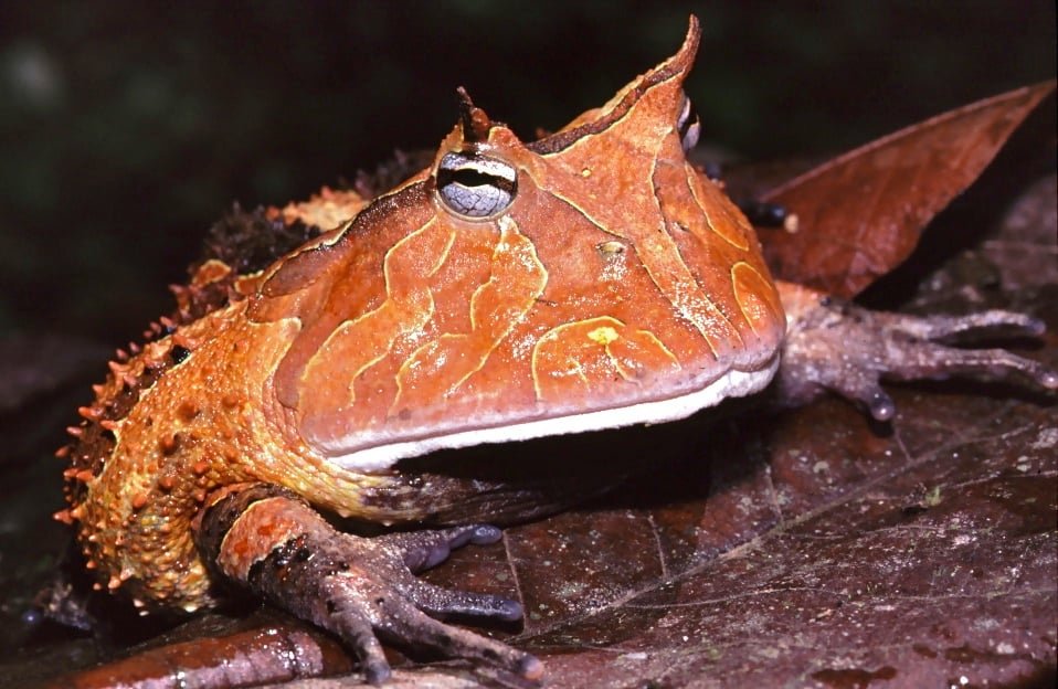 O sapo-de-surinam, com um corpo plano e aspecto estranho, vive em regiões da América do Sul, passando a maior parte do tempo submerso em água doce