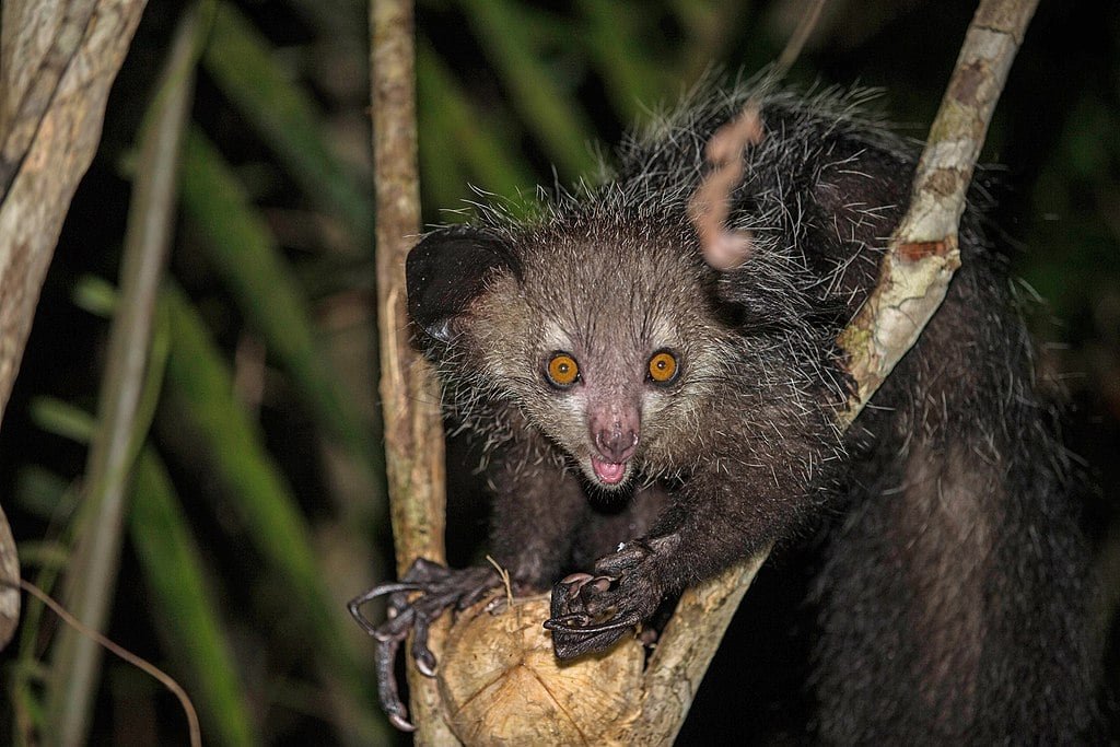 O aye-aye, um primata de aparÃªncia estranha com dedos longos e finos, Ã© nativo de Madagascar e vive nas florestas tropicais, onde usa seu dedo mÃ©dio alongado para caÃ§ar insetos