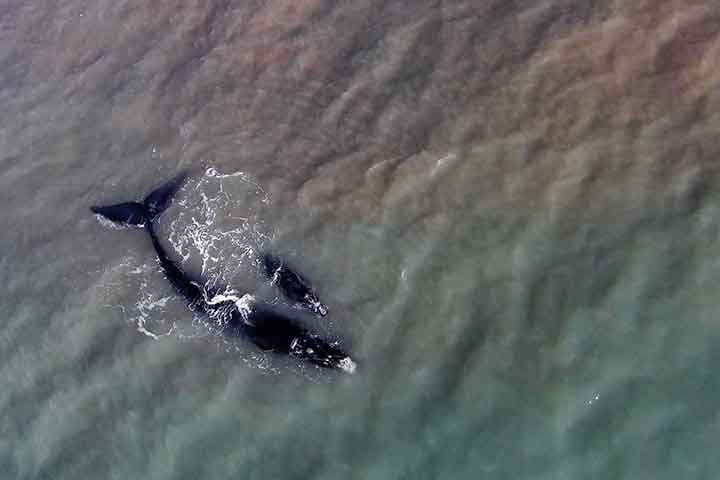 Baleia-franca (Eubalaena australis) - Chamada tambÃ©m de baleia-franca-austral, baleia-verdadeira, ballena franca austral e southern right whale. Com a maior presenÃ§a no litoral de Santa Catarina, ficaram conhecidas como gigantes catarinenses.