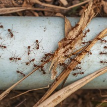 Abra o olho: infestação de formigas em casa pode ser inveja 