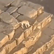 Pra quem não viu: Vídeo de cachorro passeando no topo de pirâmide egípcia viraliza nas redes - Reprodução/Instagram