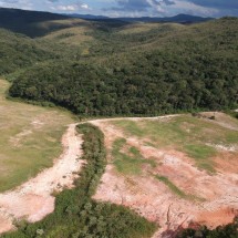 Perda da Mata Atlântica madura se mantém em 2024, apesar de recuo no Bioma